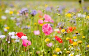 Photo of summer meadow flowers
